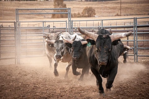 bulls running