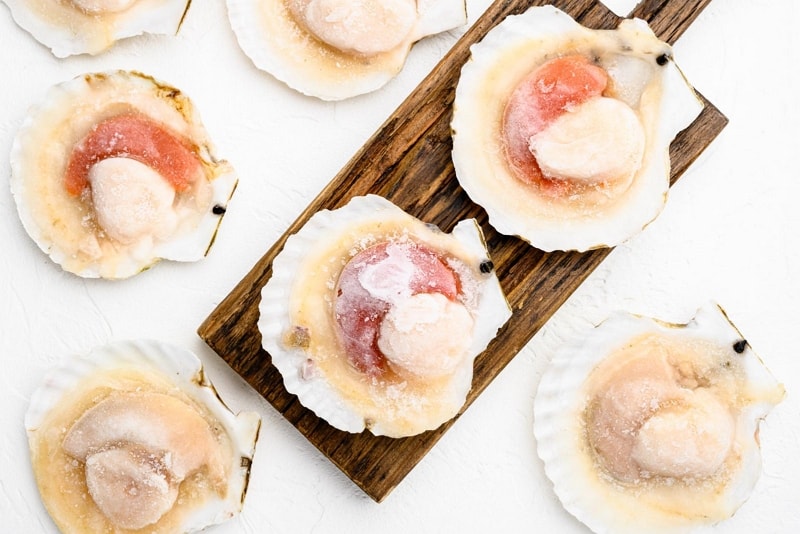 Scallop